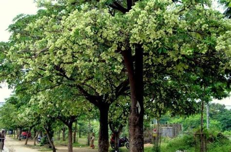 Ingin Ditanam Pemerintah Di Ikn Ini Fakta Unik Pohon Pule Bekelsego