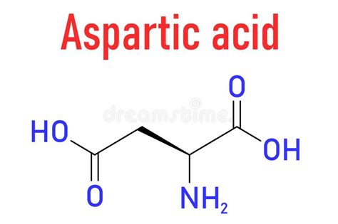 Aspartic Acid Or L Aspartic Acid Asp D Amino Acid Molecule Skeletal Formula Stock Vector