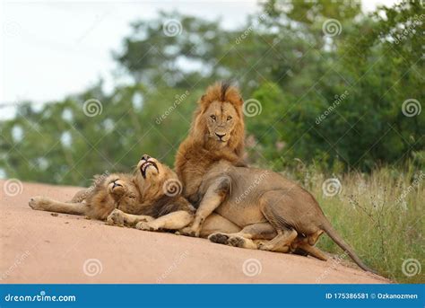 Top 60 Imagen Marhnos Desierto De Los Leones Abzlocal Mx