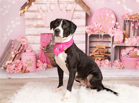 Dog For Adoption Maggie An American Staffordshire Terrier And Pit Bull