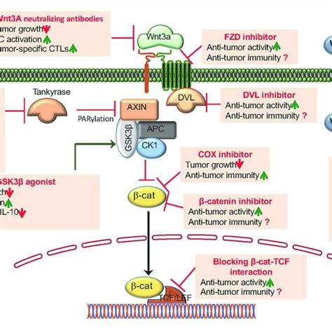 Pharmacological targeting of Wnt β catenin signaling augments