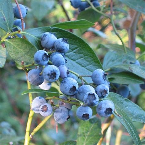 Myrtillier Blue Crop Vaccinum corymbosum Airelle Myrtille géante