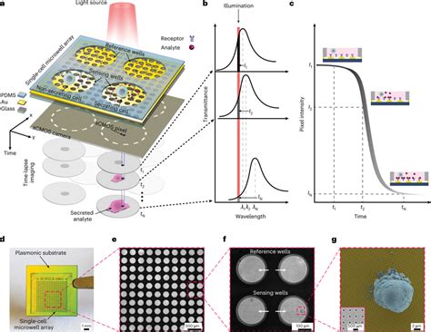 Plasmonic Single Cell Microwell Array System A B Schematic Of The