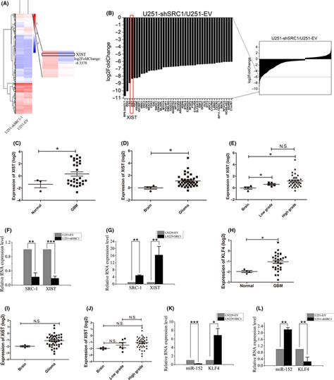 Steroid Receptor Coactivator‐1 Src‐1 Promotes The Expression Of