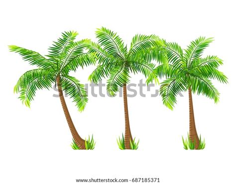 Exotic Tropical Coconut Palm Trees Set Stock Illustration 687185371 Shutterstock