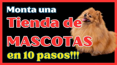 C Mo Montar Una Tienda De Mascotas Pasos Para El Montaje De Un