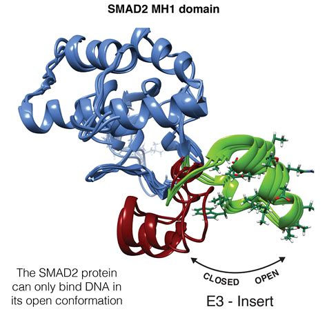 The Differences Between Smad And Smad Nearly Identical Transcription