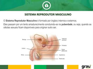 Sistema Reprodutor Masculino Para Curso Tec De Enfermagem PPT