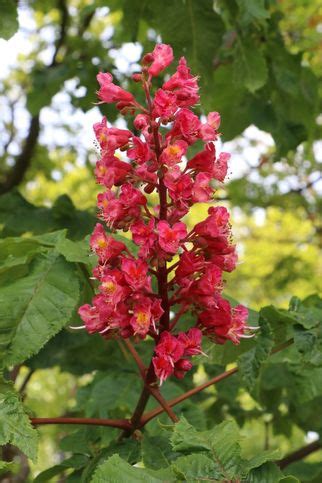 Rotblühende Roßkastanie Edelkastanie Aesculus carnea Briotii