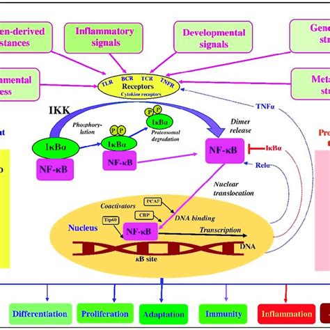 Activation of NF κB and regulation of downstream transcriptional