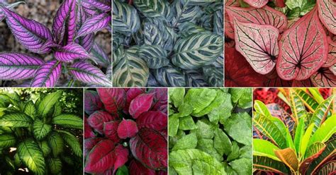 Types Of Big Leaf Plants Outlets Shop Brunofuga Adv Br