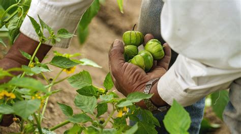 When and How to Harvest Garden Grown Tomatillo Plants