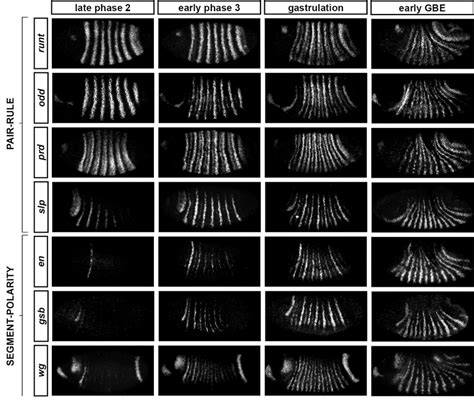 Frequency Doubling Of Pair Rule Gene Expression Patterns Is Almost