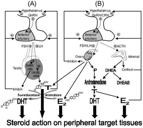 Schematic Representation Of The Major Sources Of Androgens In Men And Download Scientific