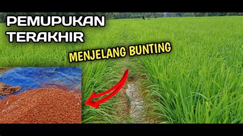 Pemupukan Terakhir Padi Sawah Agar Bulir Padi Bernas Dan Berbobot Youtube