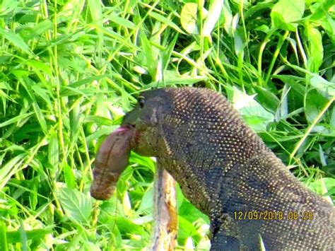 Monitor Lizard Battles Python Bird Ecology Study Group