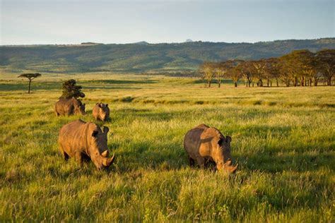 New Hope For African Rhinos Wwf