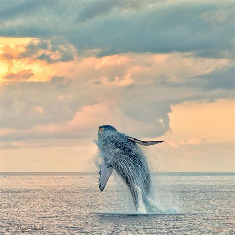 Maui Sunrise Ocean Creatures Whale Ocean Animals