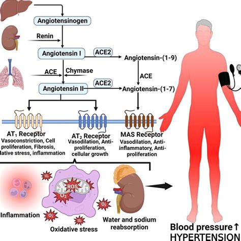 Angiotensin Ii Formation And Effects On Blood Pressure Angiotensinogen