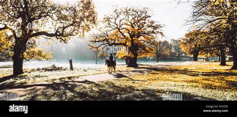 Richmond Park, London Stock Photo - Alamy