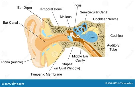 Ear Anatomy Royalty Free Stock Photo Image