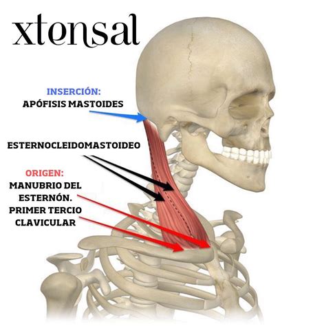 Sus Inserciones Están En La Apófisis Xtensal Training In Wellness