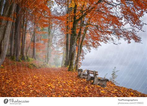 Misty lake shore and autumn woods - a Royalty Free Stock Photo from ...