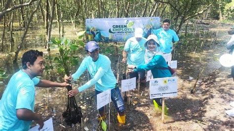 PLN Icon Plus Gelar CSR Hari Lingkungan Hidup 2024 Di Ekowisata