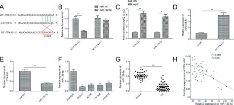 TTN AS1 Binds To MiR 139 5p And Regulates Its Expression In OC Cells