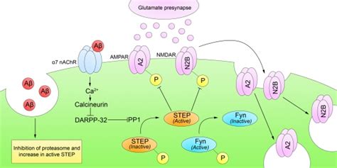 Striatal Enriched Protein Tyrosine Phosphatase And Alzheimers Disease