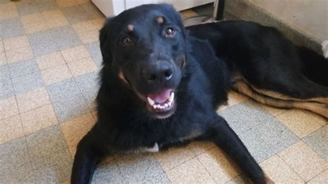 Ce jeune chien passe la majorité de son temps en cage qui lui