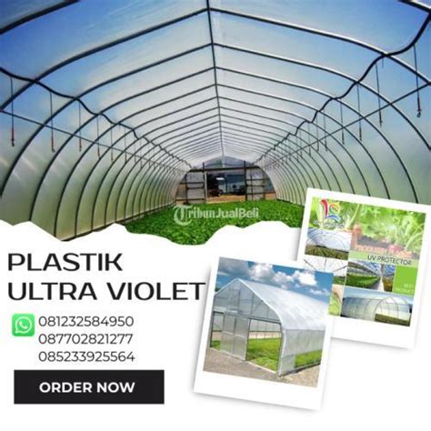 Plastik Uv Ultra Violet Untuk Greesn House Hidroponik Di Sidoarjo Tribun Jualbeli