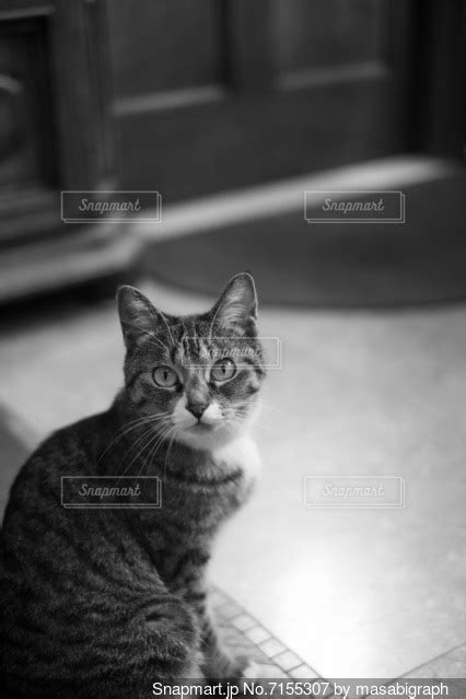 カメラを見ている猫の写真・画像素材 7155307 Snapmart（スナップマート）