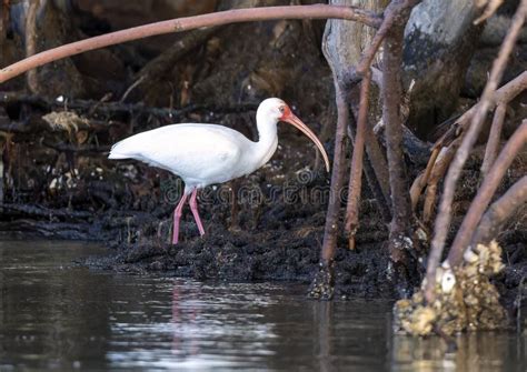 American White Ibis Binomial Name Eudocimus Albus Feeding On The Edge