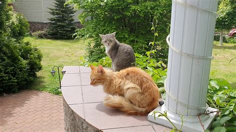 КОТОБЛОГ - YouTube