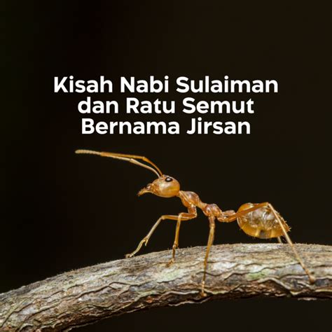 Kisah Nabi Sulaiman Dan Ratu Semut Bernama Jirsan Yakesma Official