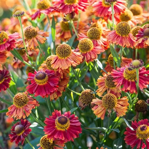 Szkółka Bylin Dobrepole Helenium autumnale Wildform dzielżan jesienny