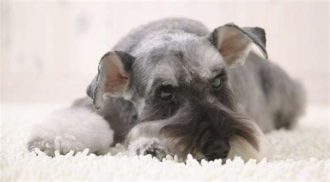 Total 53 images como entrenar a un perro schnauzer para ir al baño