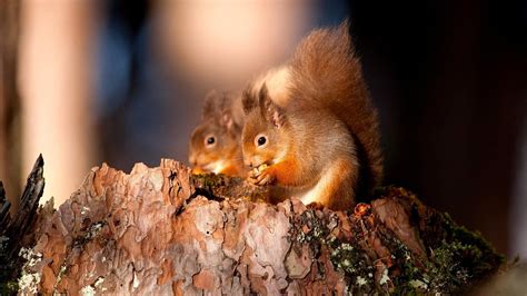 Squirrel Wallpapers - Wallpaper Cave