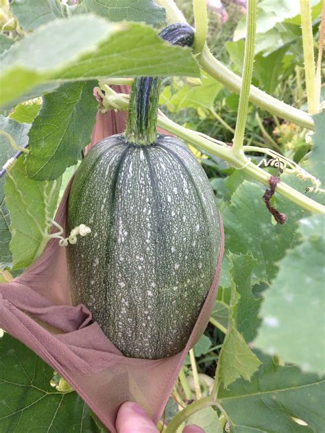 Growing Spaghetti Squash - Mranimal Farm