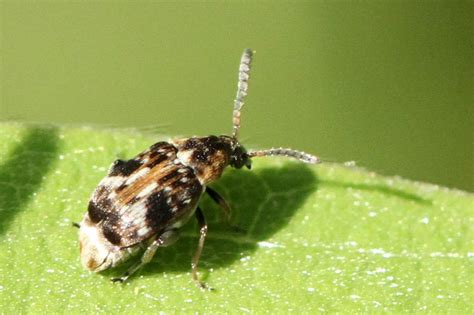 Genre Callosobruchus Identification des coléoptères