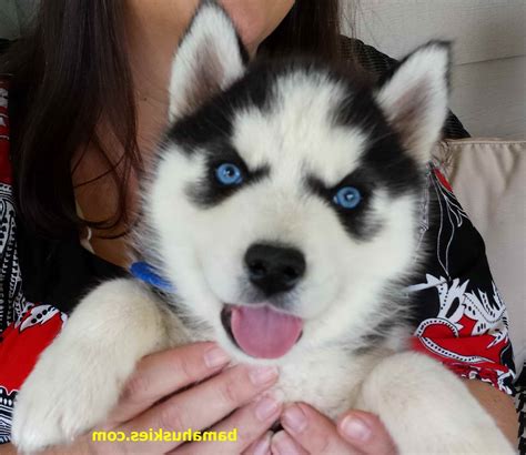 Golden Retriever Mixed With Husky For Sale L Sanpiero