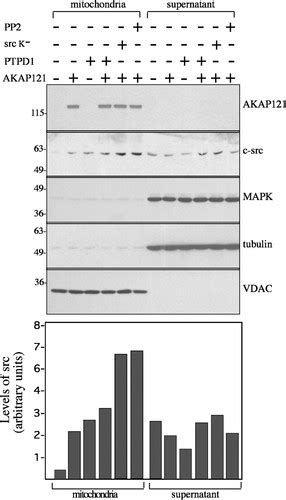 Mitochondrial Akap121 Links Camp And Src Signaling To Oxidative