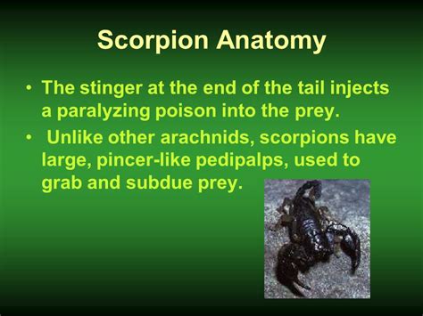 Scorpion Stinger Anatomy