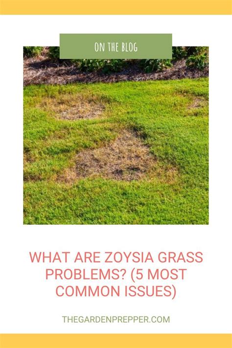 Zoysia Grass Problems Zoysia Grass Seed Zoysia Sod Lawn Problems