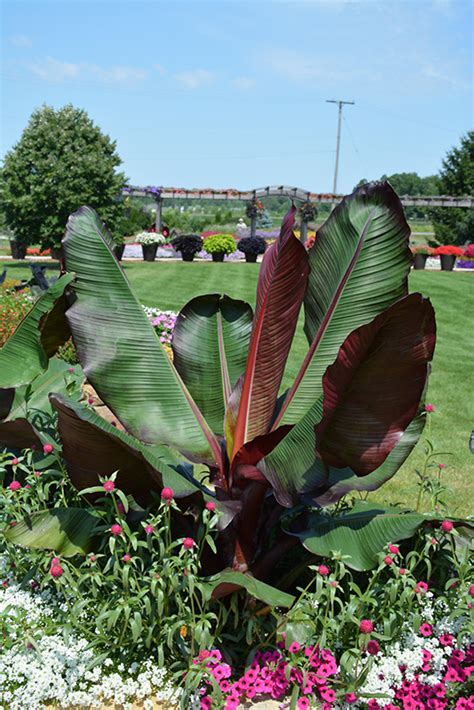 Red Banana - Buchanan's Native Plants