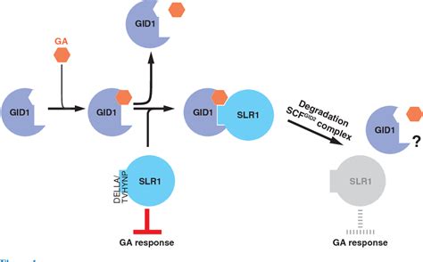 Figure 1 From Gibberellin Receptor And Its Role In Gibberellin