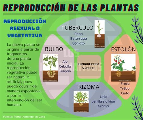 Top 196 Imagenes Sobre La Reproduccion Asexual Destinomexicomx