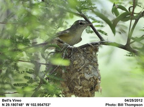 Bells Vireo Bells Vireo On Its Nest Photographed In The Flickr