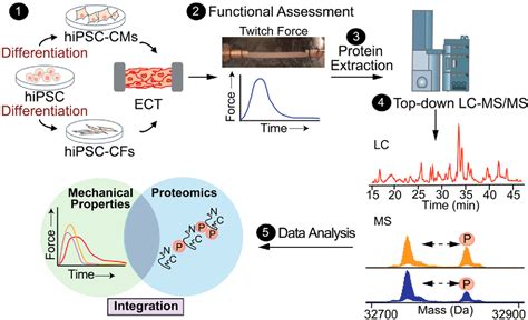 Figure From Functionally Integrated Top Down Proteomics For